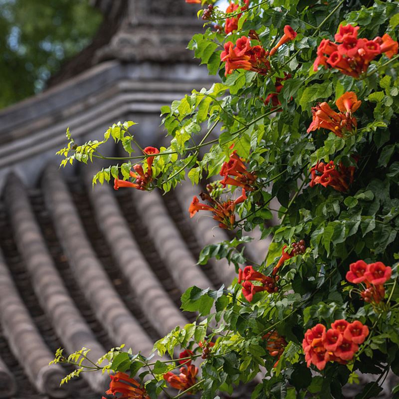 凌霄花在冬天会死吗？