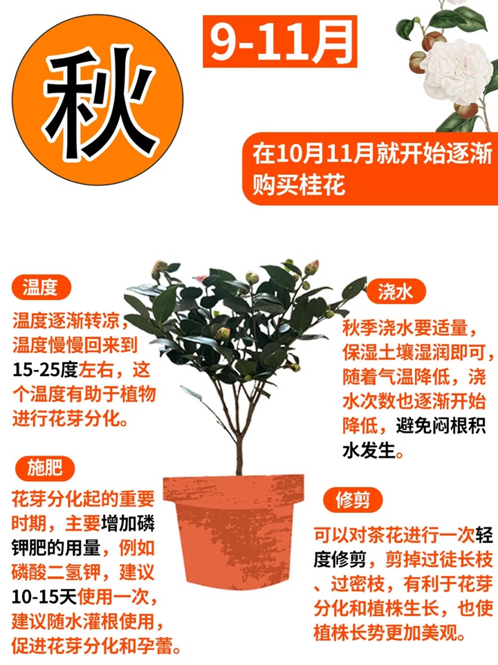 香妃茶花一年开几次花