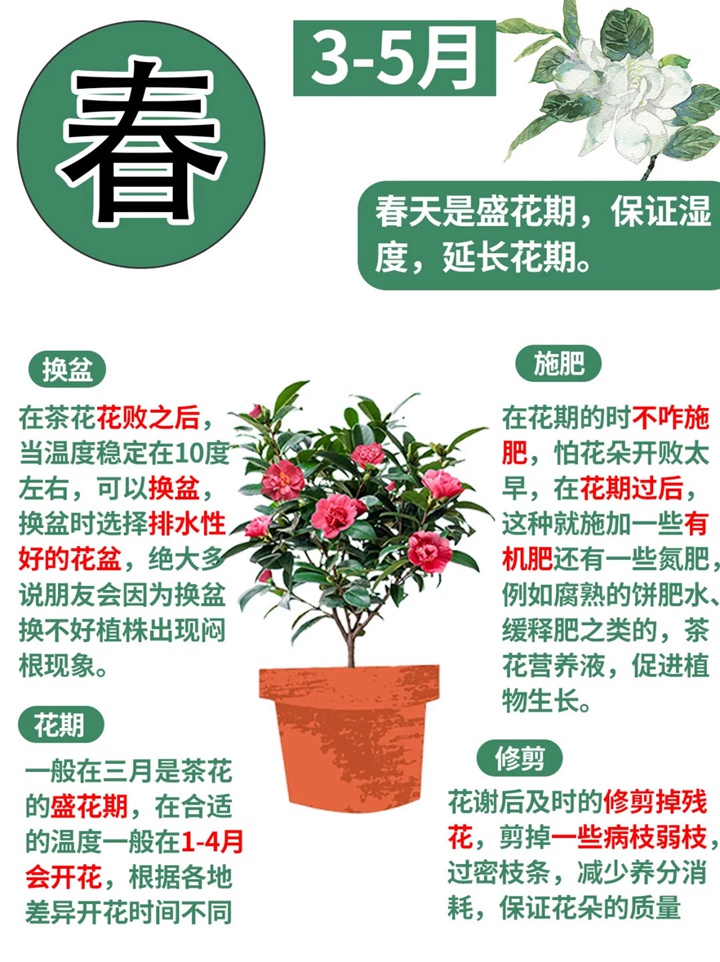 香妃茶花一年开几次花