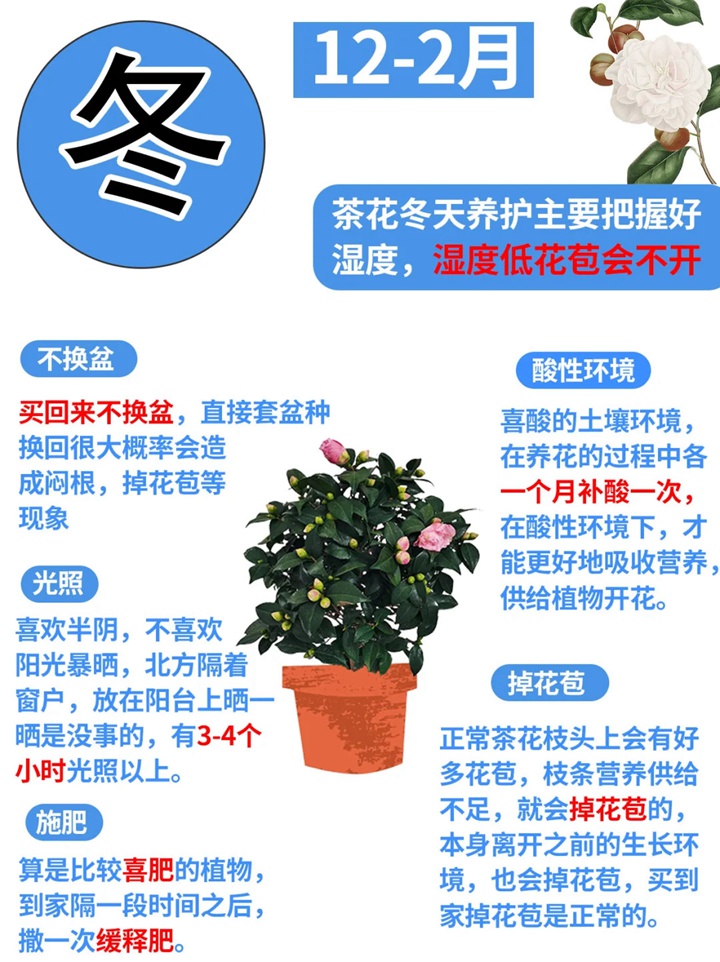 香妃茶花一年开几次花