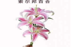 索尔邦百合花的寓意及象征