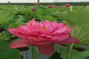 7月份盛开的花卉都有哪些