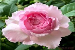 伊芙马蒂诺风琴Organtino