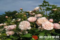 迪维娜Divina
