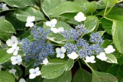 银边绣球Hydrangea m_acrophylla