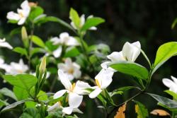 [栀子花]栀子花花期_种子种植方法