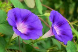 [牵牛花]牵牛花花期_种子种植方法