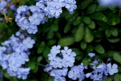 [蓝雪花]蓝雪花图片_花期_种植方法