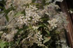 苹果花(Apple Blossom)