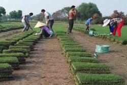 狗牙根草坪种子价格_种植方法