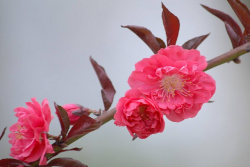 红花碧桃的种植养护方法(苗圃技术人员分享)