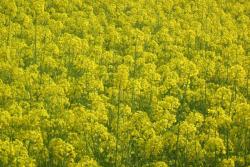 油菜花什么时候开花(油菜花花期)