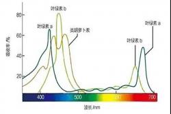 月季嫩芽变焦是怎么回事？