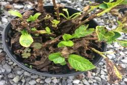 梅雨季节植物逃生指南