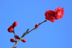 红花碧桃的种植养护方法(苗圃技术人员分享)