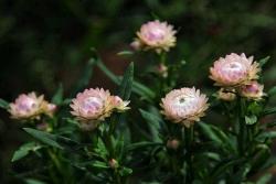 麦杆菊种子的种植方法