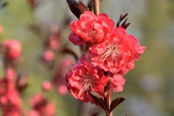 红花碧桃的种植养护方法(苗圃技术人员分享)