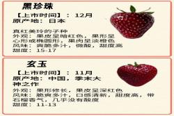 常见的12种草莓品种介绍