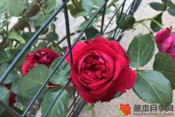 月季花代表什么意思(月季花的花语和寓意)