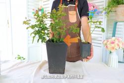 伊芙系列月季如何养壮