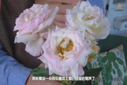 月季花后如何修剪,月季修剪施肥攻略来啦