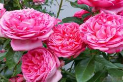 莫利纳之花 La Rose de Molinard