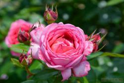 莫利纳之花 La Rose de Molinard