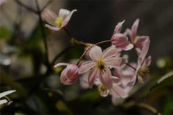 苹果花(Apple Blossom)