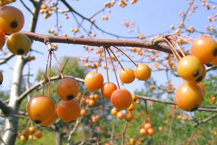 垂丝海棠果实能吃吗