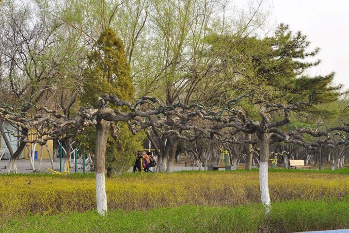 龙爪槐图片高清图片