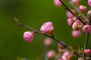 梅花都有哪些品种,梅花品种的分类