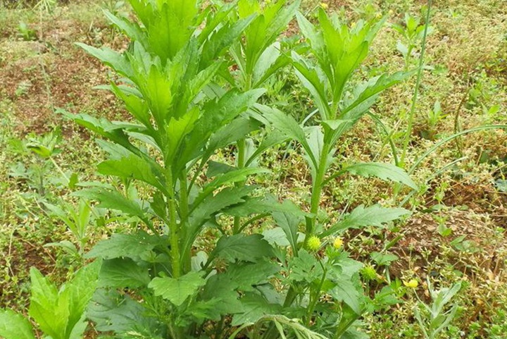 串叶松香草