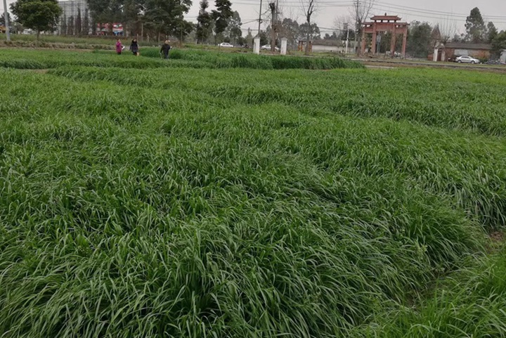 一年生黑麦草