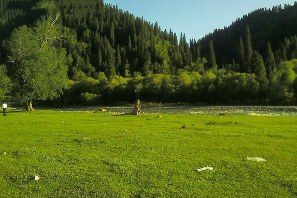 哪些草坪品种适合种植在盐碱地