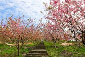 江苏樱花什么时候开花