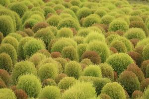 地肤草什么时间种植最合适