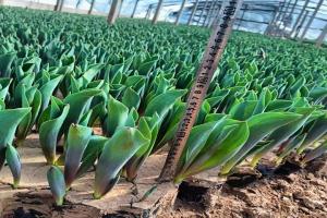 郁金香种植到开花多长时间