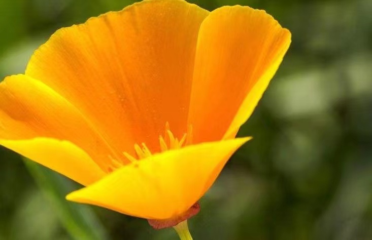 花菱草2.jpg