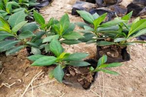 宿根福禄考种植方法如何播种